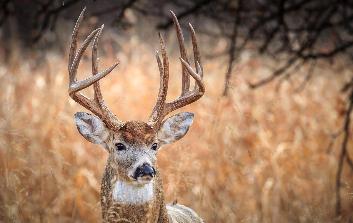 The Midwest is still king of deer hunting, and this season will be no different. Image by Richard G Smith