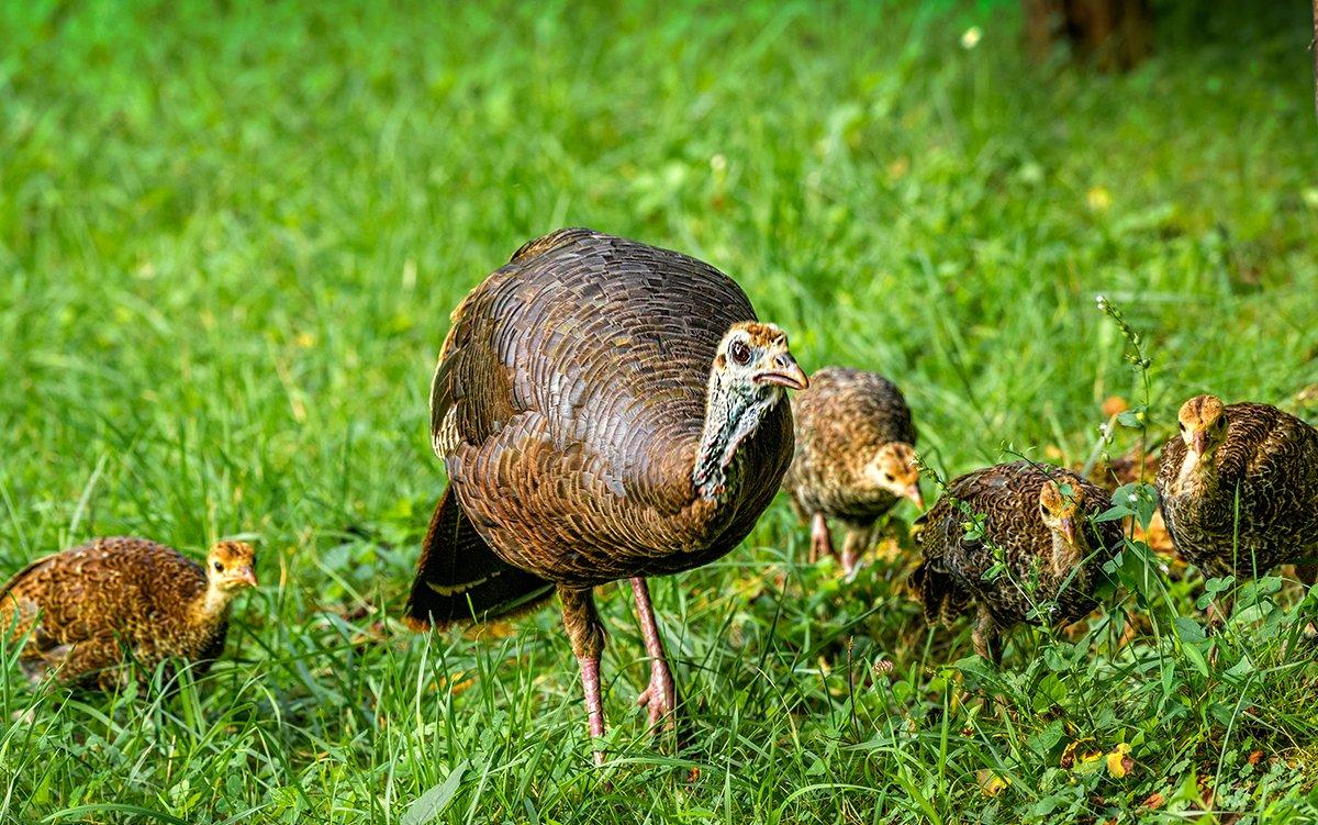 baby wild turkey