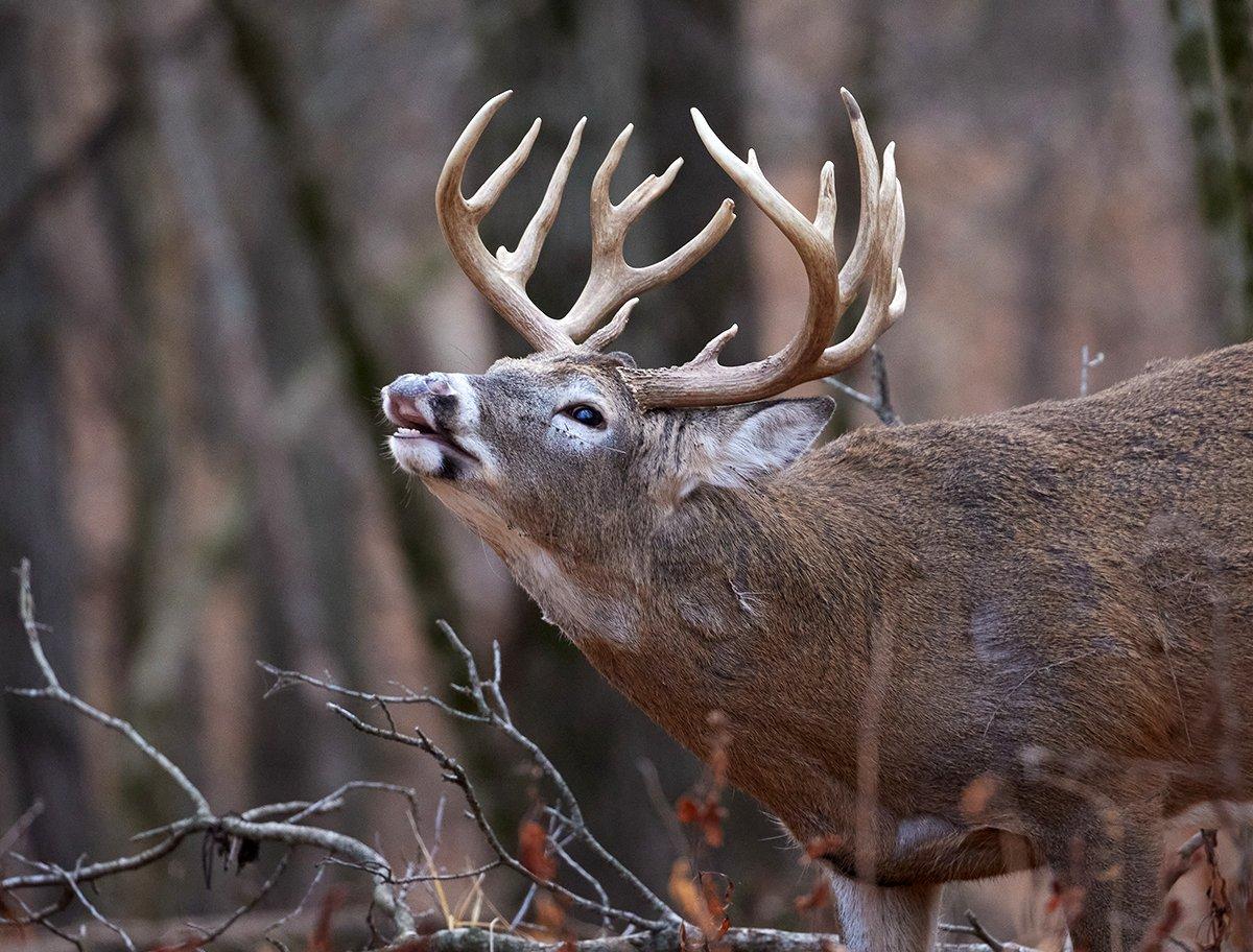 A buck lip curling during the early rut. Image by Rich Waite