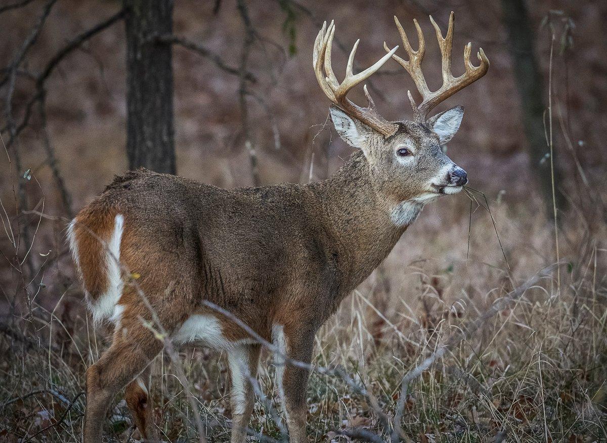 Things are shaping up as expected throughout the Midwest. Image by Shutterstock / Rich Waite