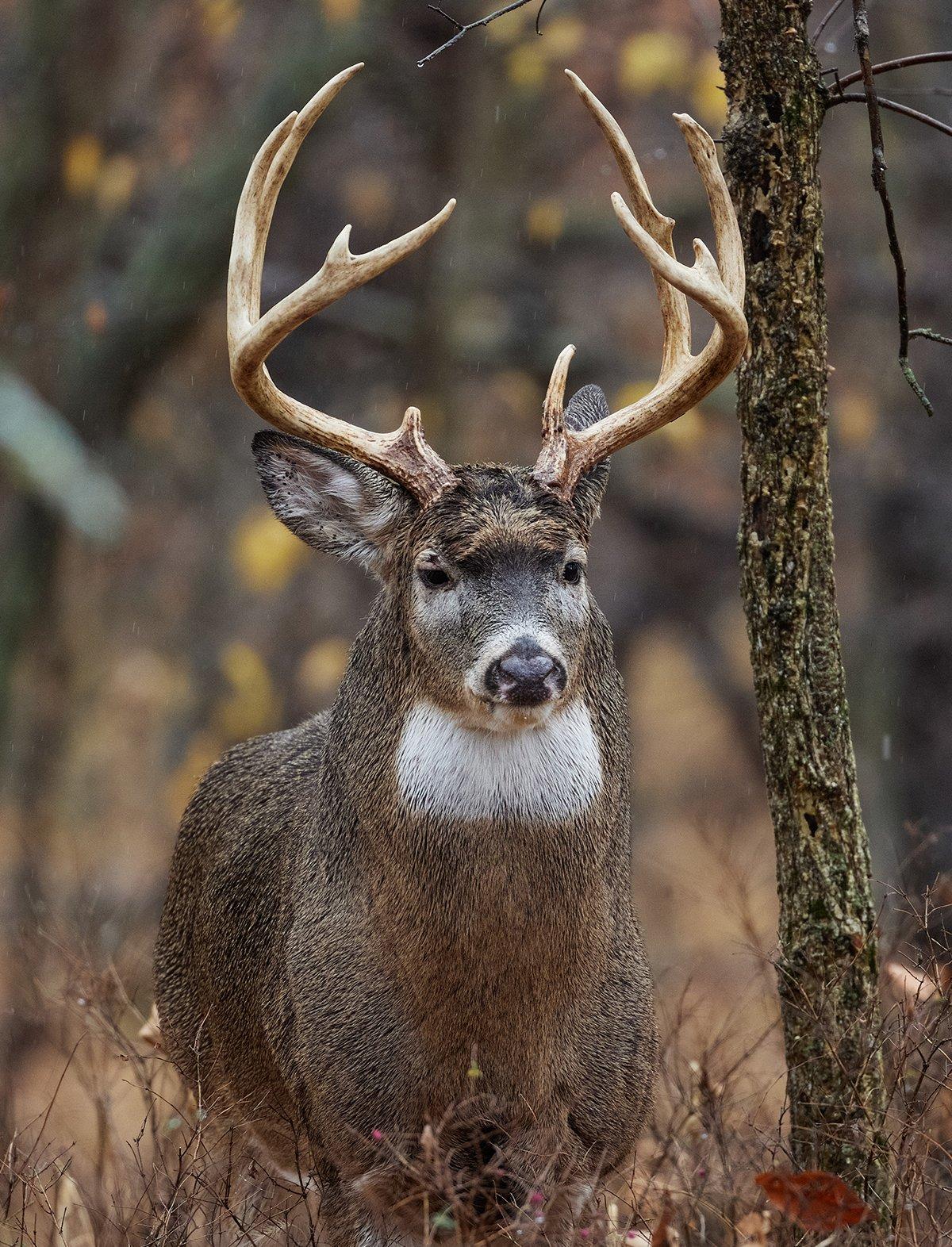 Find the spots that receive the lightest hunting pressure, and that's where the biggest, most mature bucks will be. Image by Rich Waite / Shutterstock