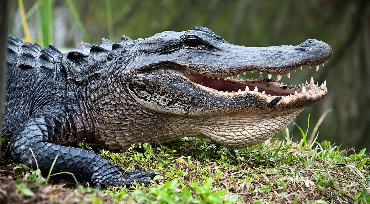 You can't harass alligators in Florida. Image by Ricifoto