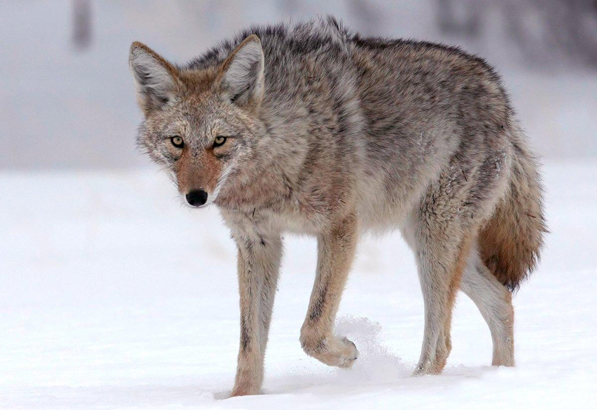 A pack of coyotes killed a young woman hiking in a Canadian park in 2009. Image by Ronnie Howard