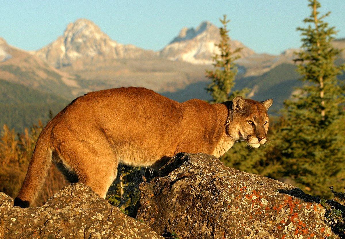 The Eastern Idaho Houndsmen Association worries that removing quotas will be detrimental to the mountain lion population. Image by Ronnie Howard / Shutterstock