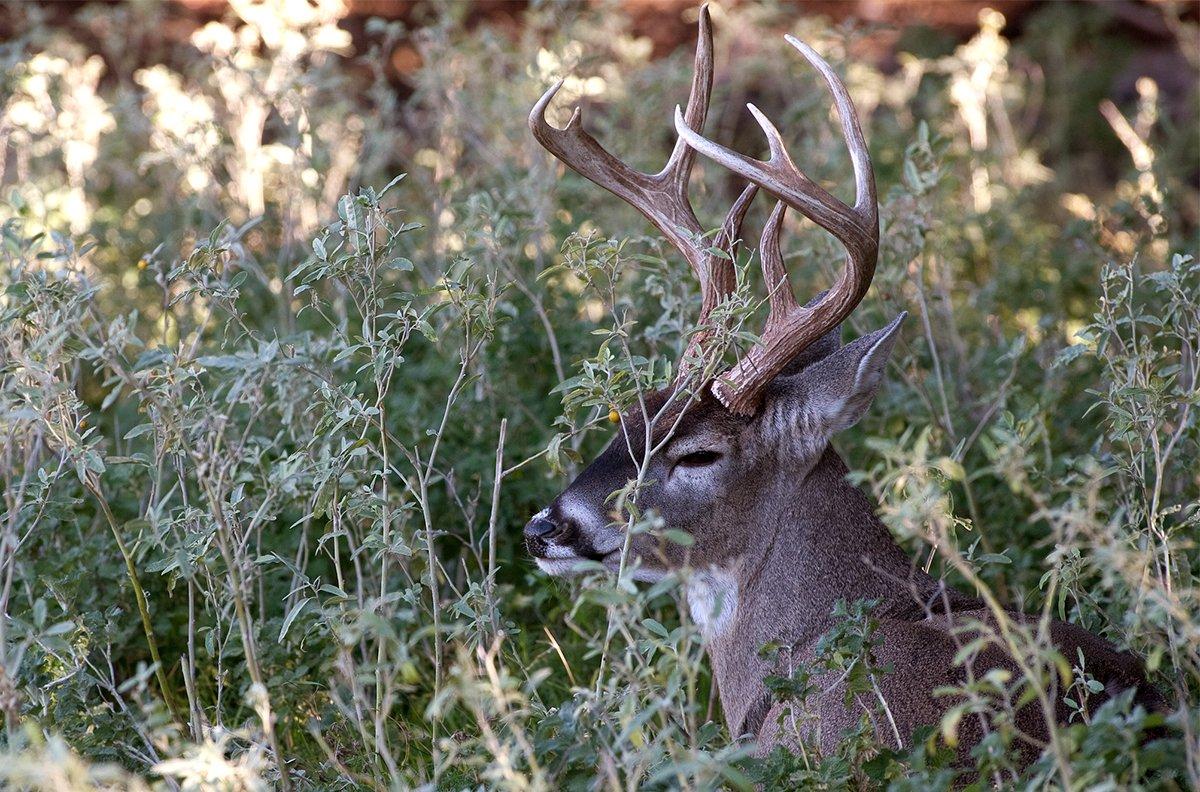 Bucks spend most of their time in gnarly areas with no human intrusion. No big surprise there, right? Image by Russell Graves