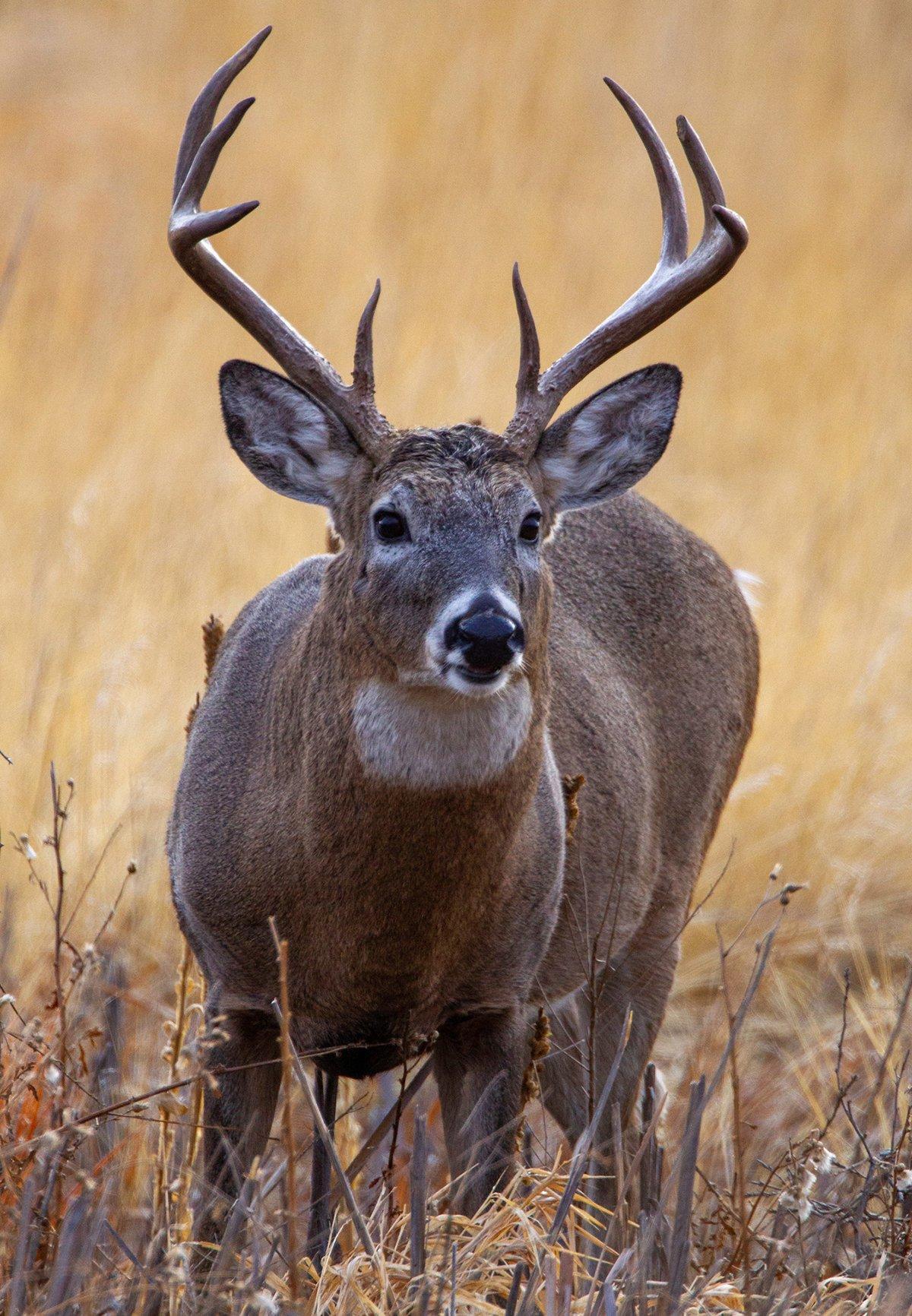 Hunting in over-the-counter (non-draw) states is often regarded as a second-rate endeavor. Don't let others' vaunting words discourage you. There's some good OTC hunting to be had. Image by Russel Graves 