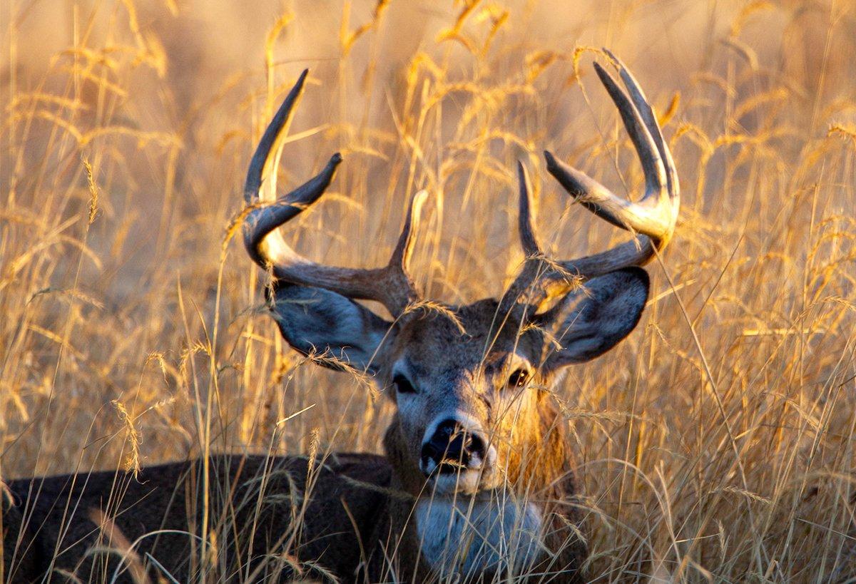 monster whitetail deer buck wallpaper