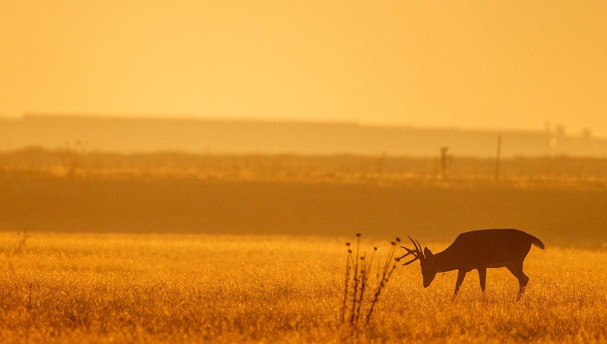 Learn to read deer, since their reaction time can make a big difference in where your arrow strikes. Image by Russell Graves