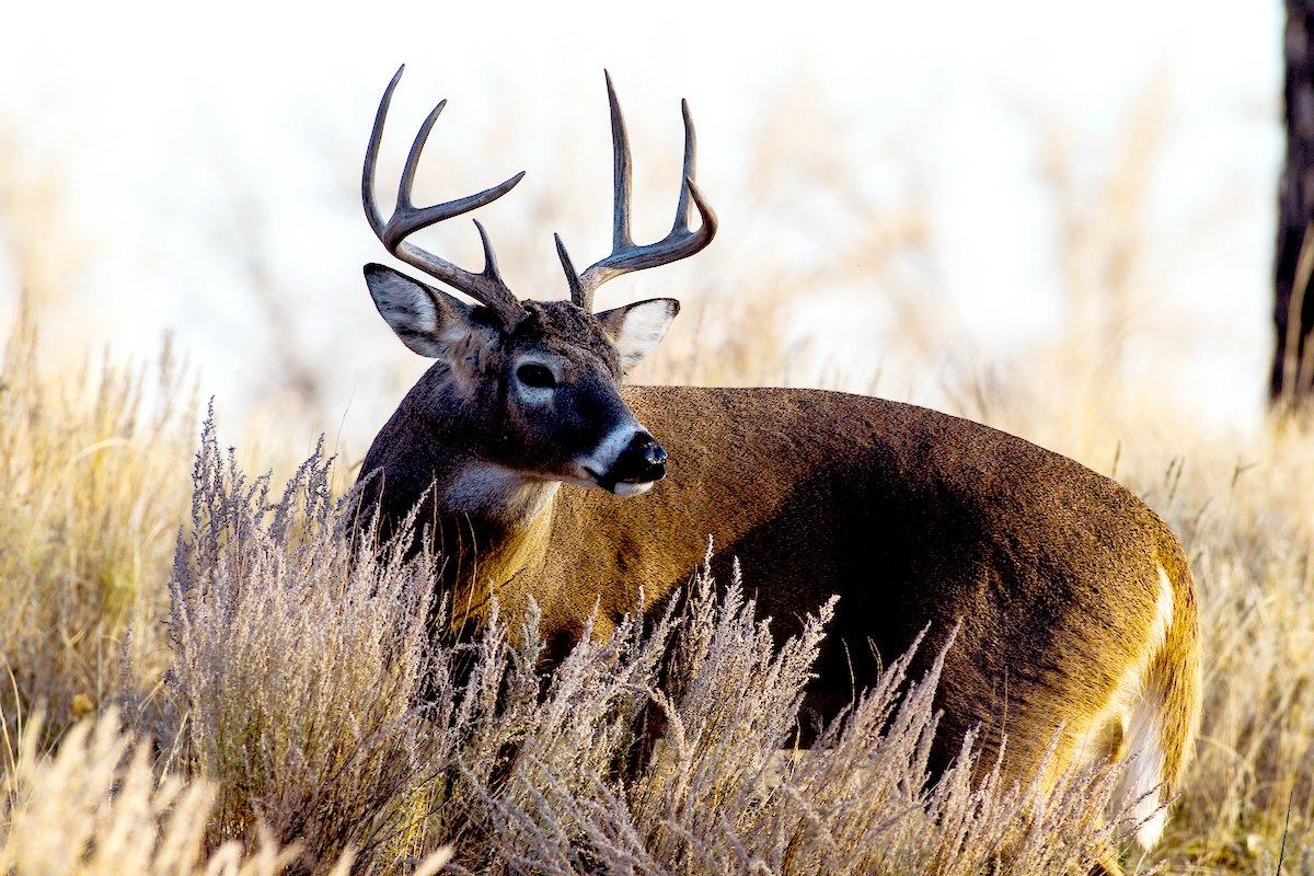 In South Texas, 4-year-old-plus bucks with 9 or fewer points are considered management bucks. Hunts for deer of this size are economical and a ton of fun. Image by Russell Graves