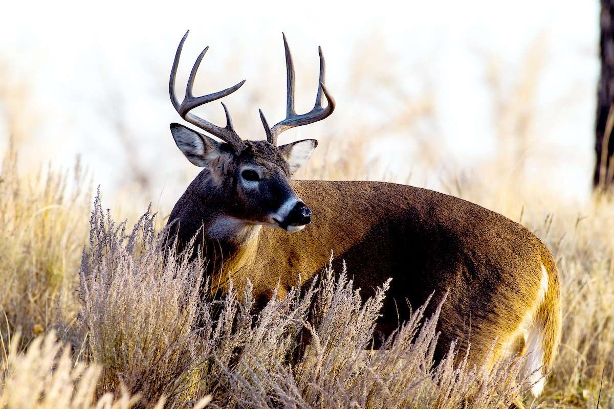 Why You Should Hunt a Texas Management Buck - Realtree Camo