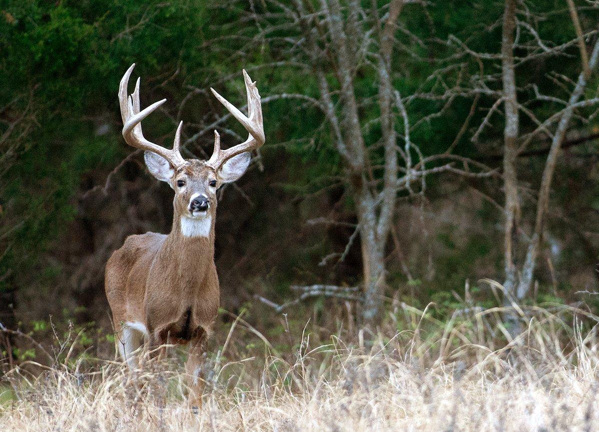 Big bucks can thrive in overlooked blocks of cover. Image by Russell Graves