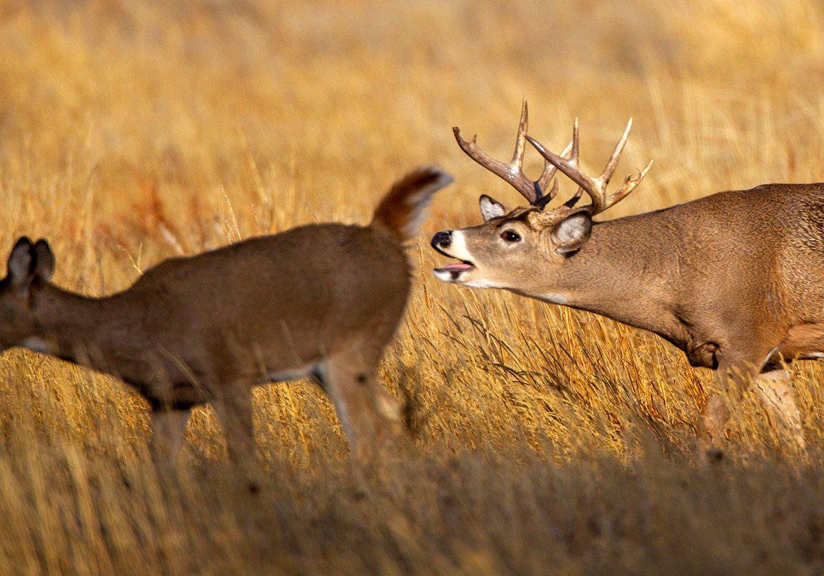 A buck tends a doe during the peak of the rut. Image by Russell Graves