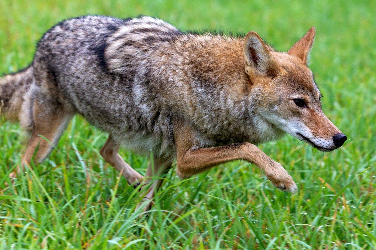 Coyote
