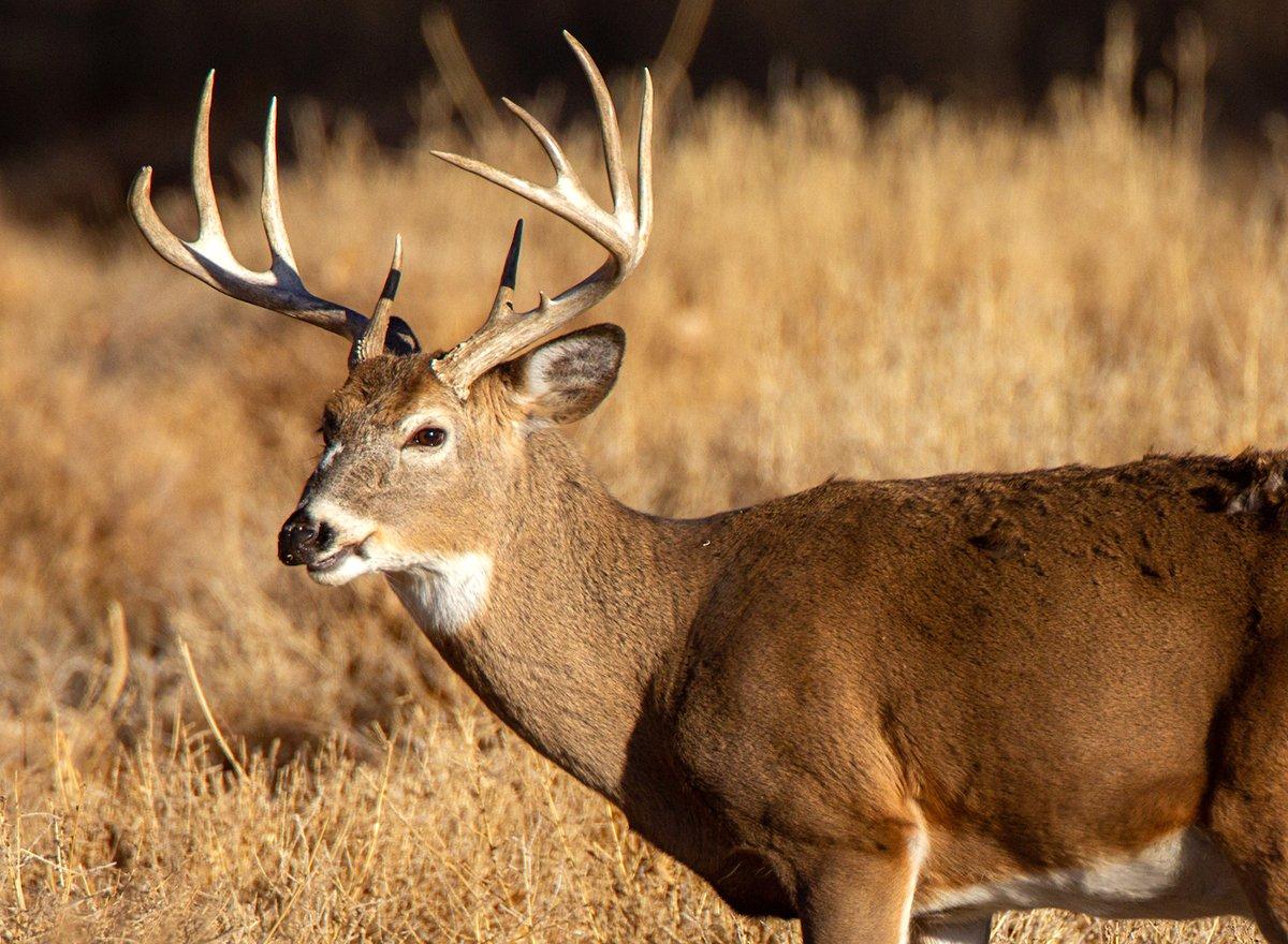 Deer hunting news from around the nation. Image by Russell Graves