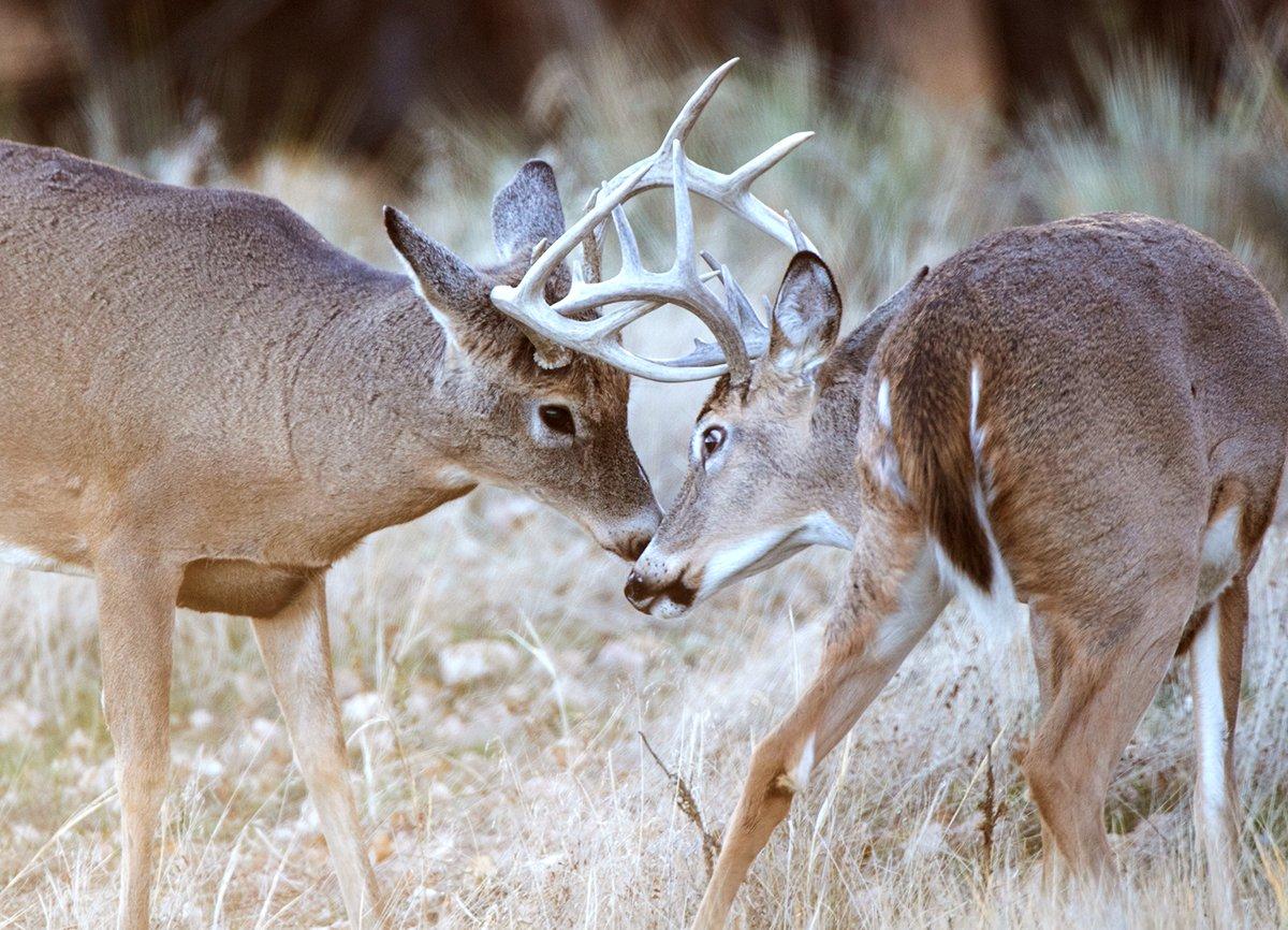 white tailed deer fighting