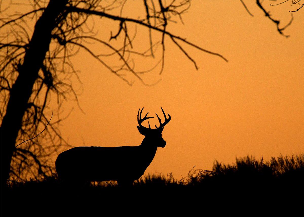 Digital Art Of Large Whitetail Buck Running Through A Stream With Sunset In  Background