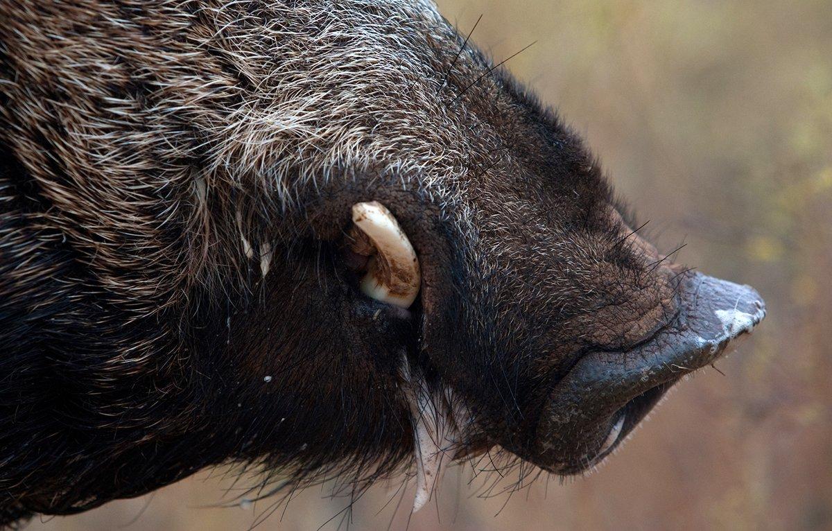 Many outfitters offer day hunts that are good for a couple meat hogs, or one trophy boar. Image by Russell Graves