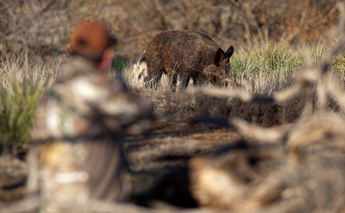 wild boar hunting with dogs