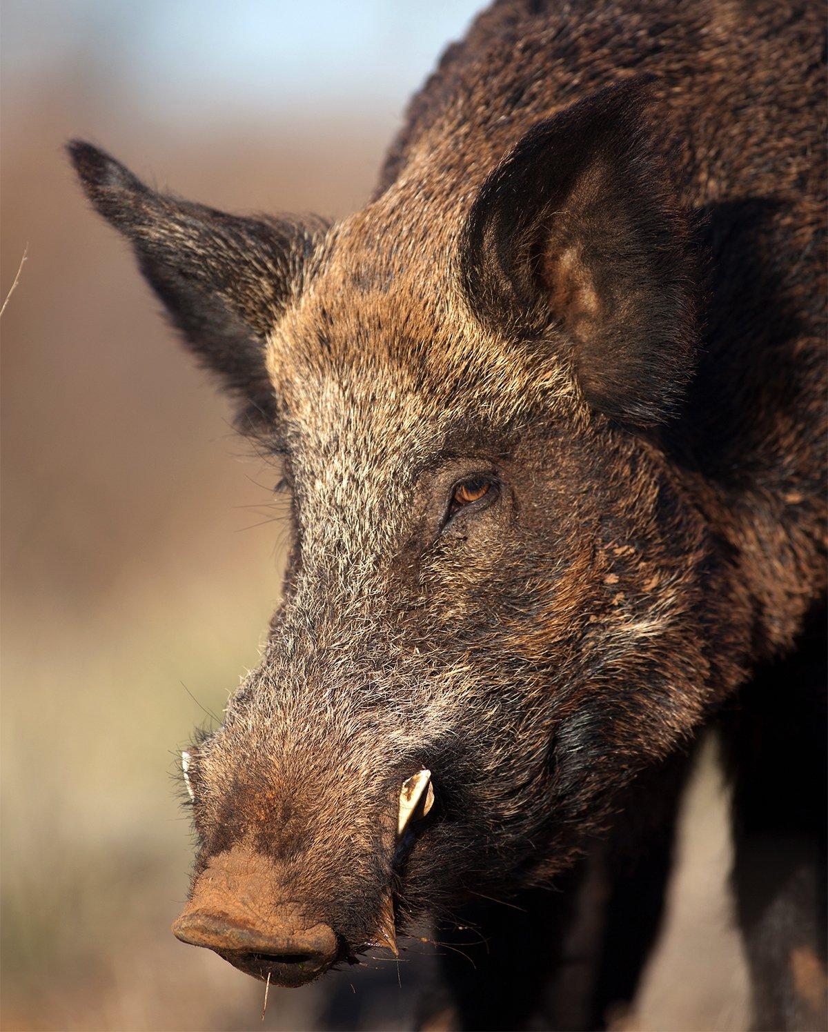 Hogzilla is real, and you need the right gun to bring him down. Image by Russell Graves