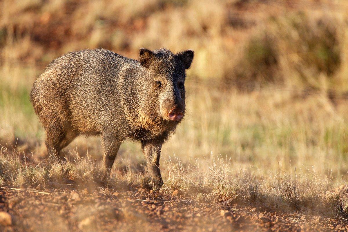 Don't let these little buggers fool you. They're small, jittery, wicked fast and hard to hit. Image by Russell Graves