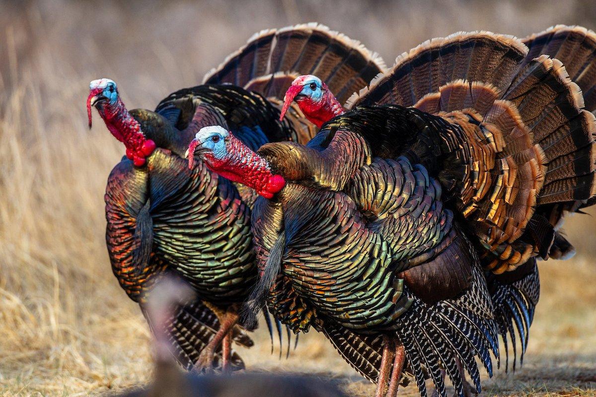 Sometimes, in the afternoon, you'll run into a band of brothers, like this one. Image by Russell Graves