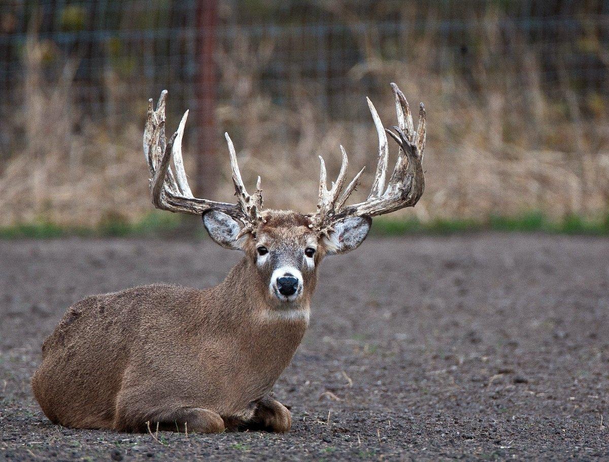 The TPWD plans to kill all 500 deer on the RW Trophy Ranch over CWD concerns. Image by Russell Graves