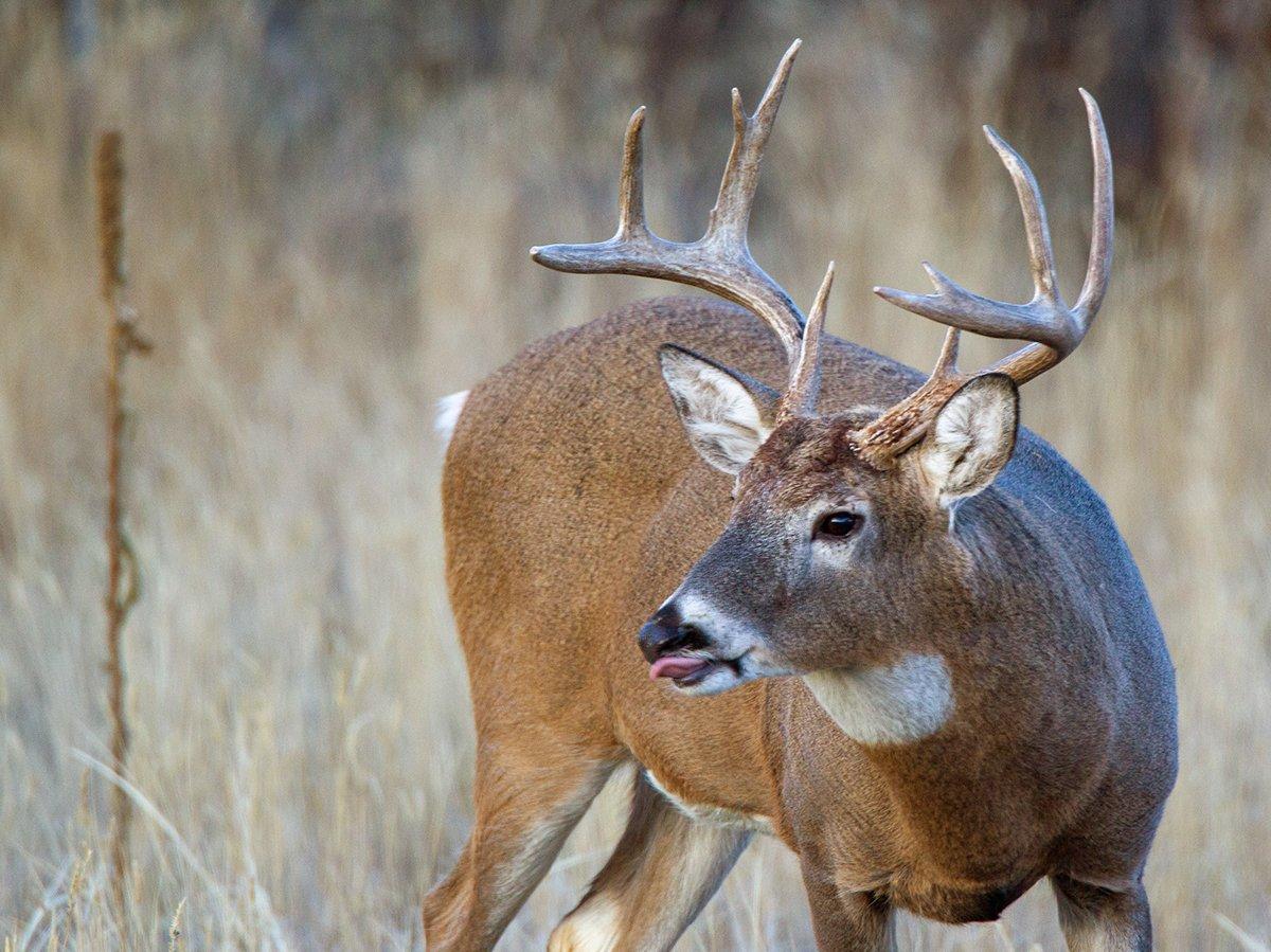 Whitetails flock to unpressured areas. Oftentimes, those are gun-only farms. Image by Russell Graves