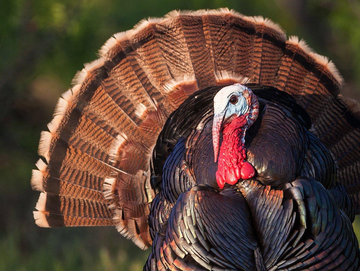 Gobbler Country Staff Picks: East Carolina - Gobbler Country