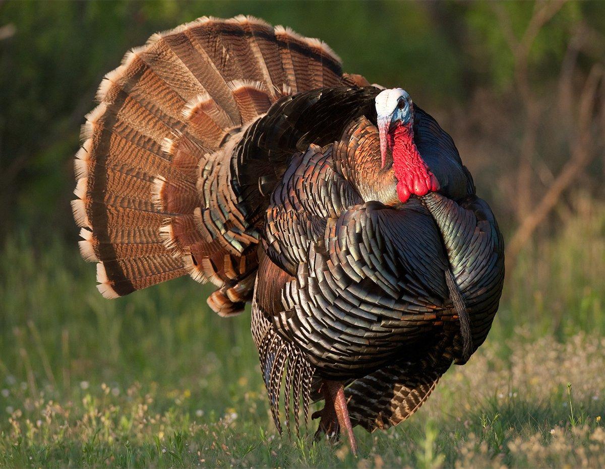 A Southwestern Rio Grande gobbler pops into strut. Image by Russell Graves.