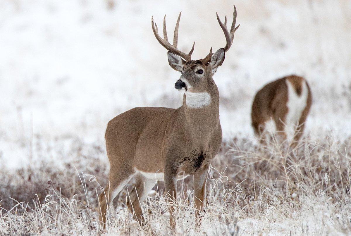 Stands near funnels, on ridges and near scrapes are great rut spots. Photo by Russell Graves