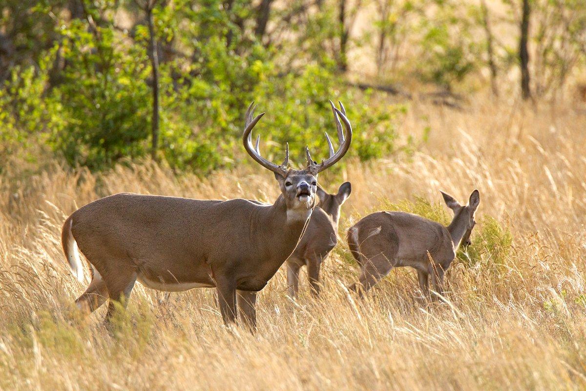 Expect trickle rut action in much of the Deep South, as abundant does cycle at different points in the season. Image by Russell Graves