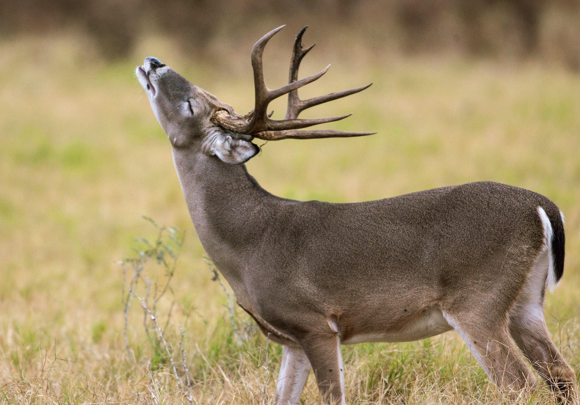 Daylight buck activity is increasing. That will continue throughout the rut, and then taper off. Image by Russell Graves