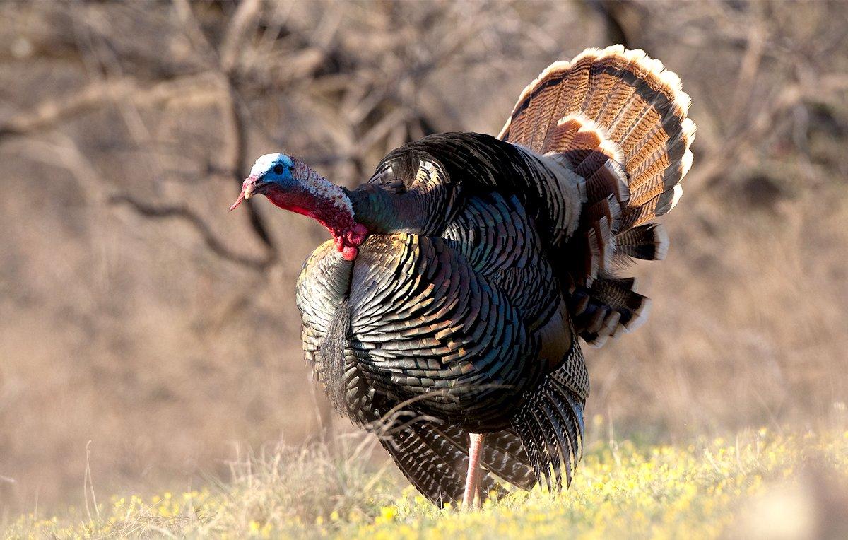 Afternoon turkeys gobble less, but when they do, they're likely to commit to the call. Image by Russell Graves