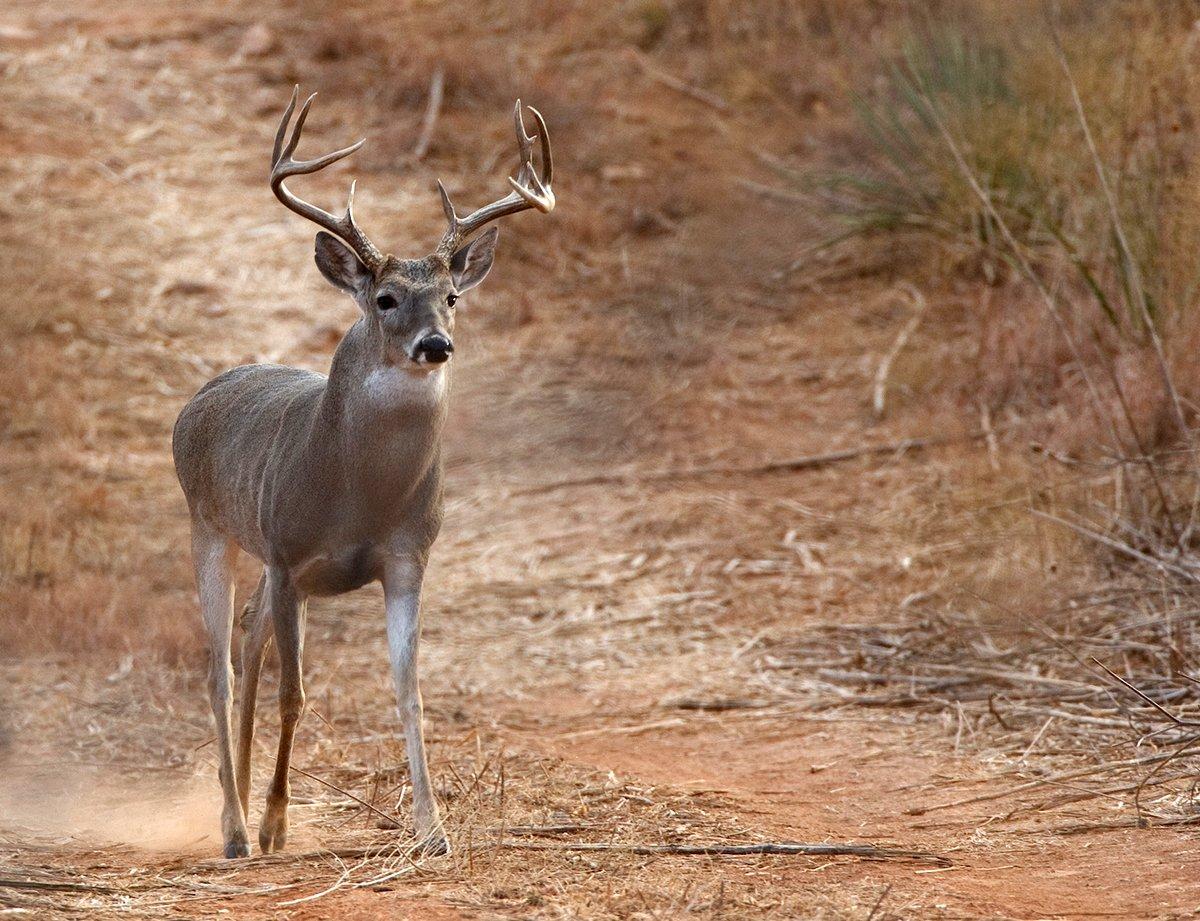 Texas is home to more whitetails than any other state. Image by Russell Graves
