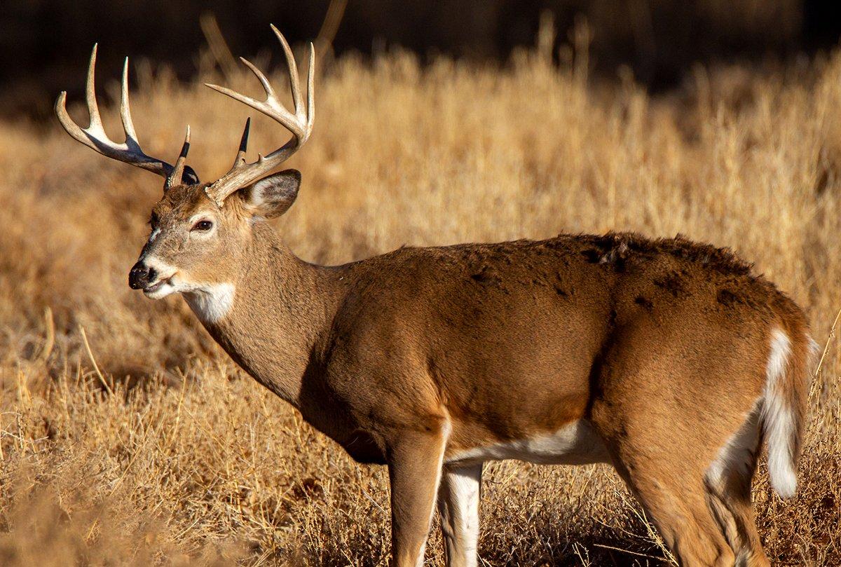 DIY deer hunts aren't easy, but they are rewarding. Image by Russell Graves