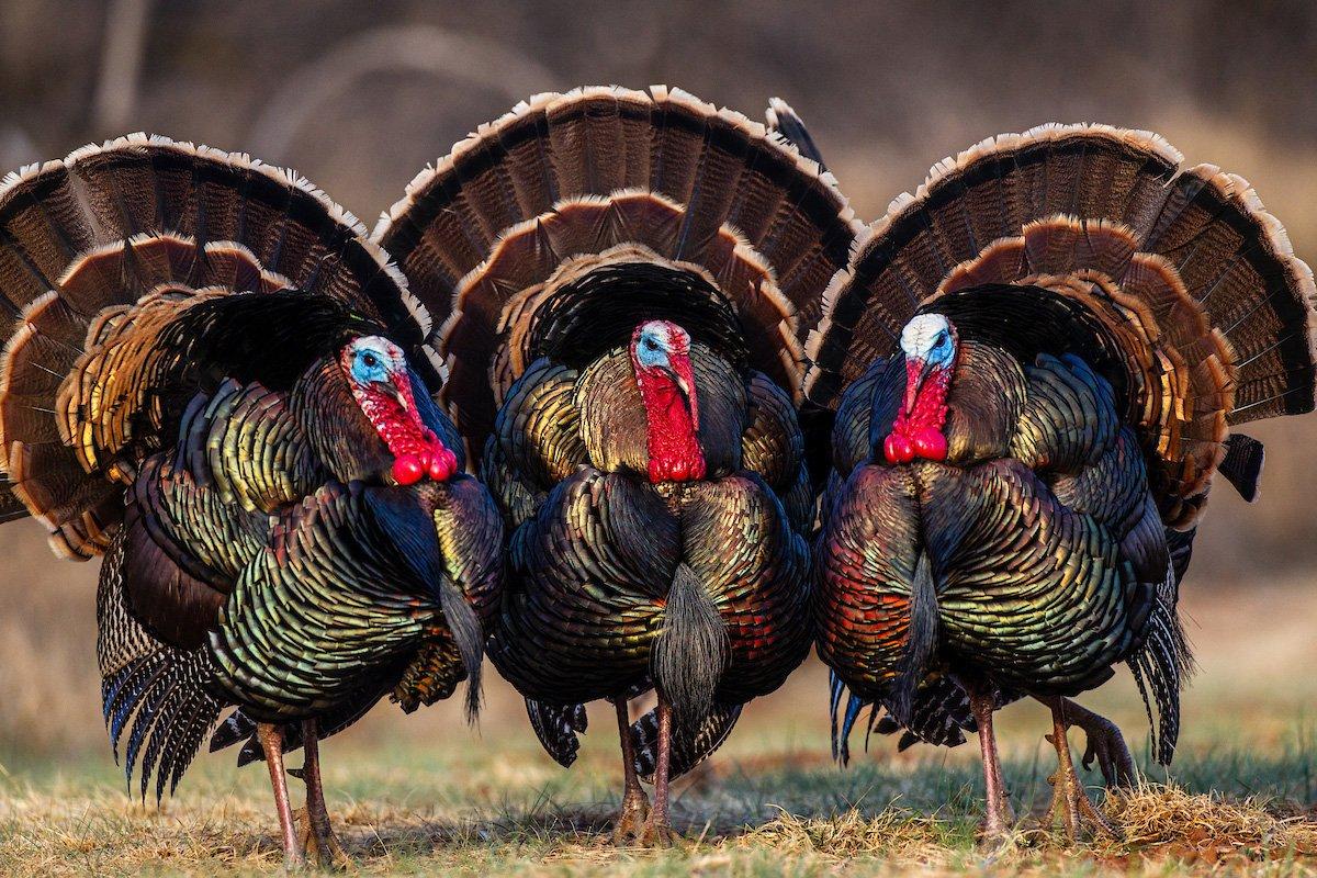 Time for turkeys to gobble and fish to bite