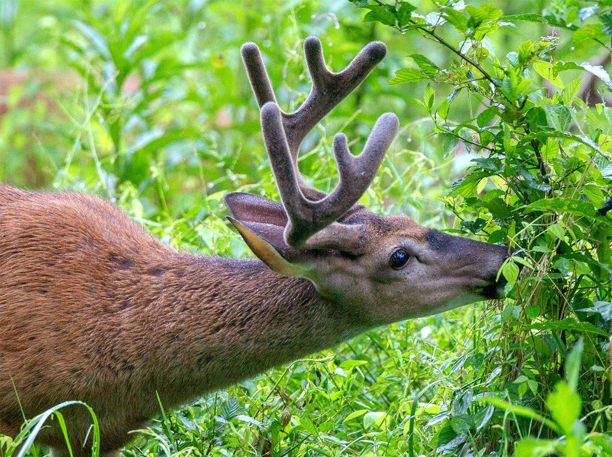 Drone surveys are very accurate for determining whitetail populations. Image by Russell Graves