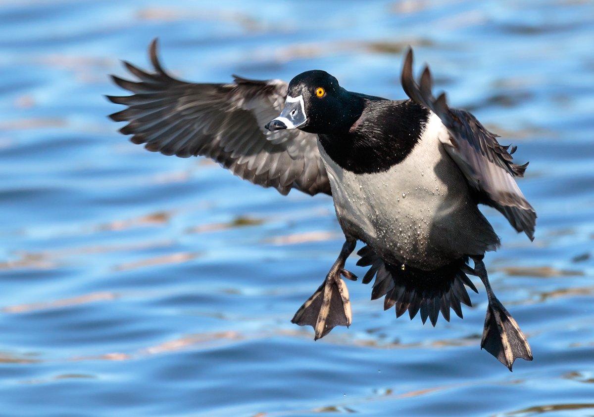 Many Atlantic Flyway states are expected to produce good gunning for ringnecks and other divers in 2022. Photo by Ryan S. Rubino