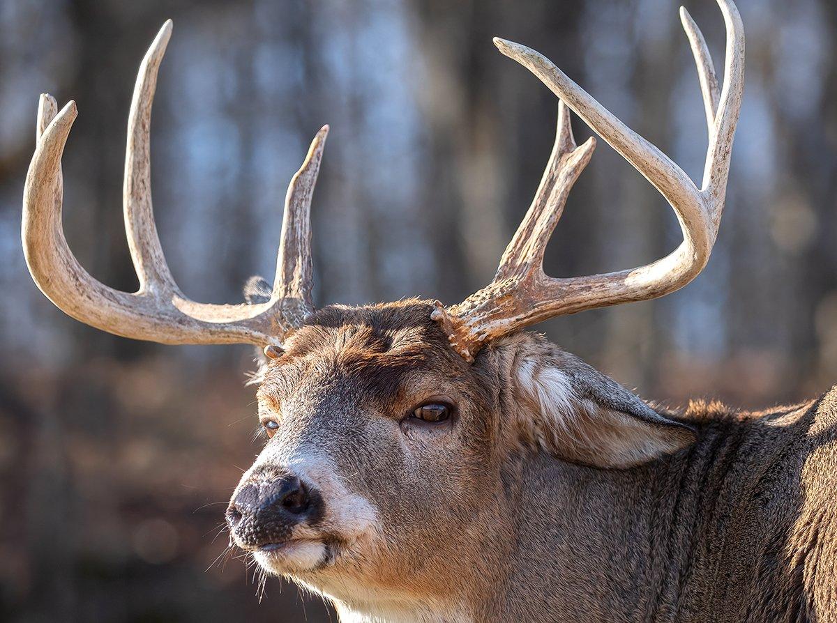 A whitetail's sixth sense is something every hunter has been bitten by. But what is it? Image by Sarah Tee