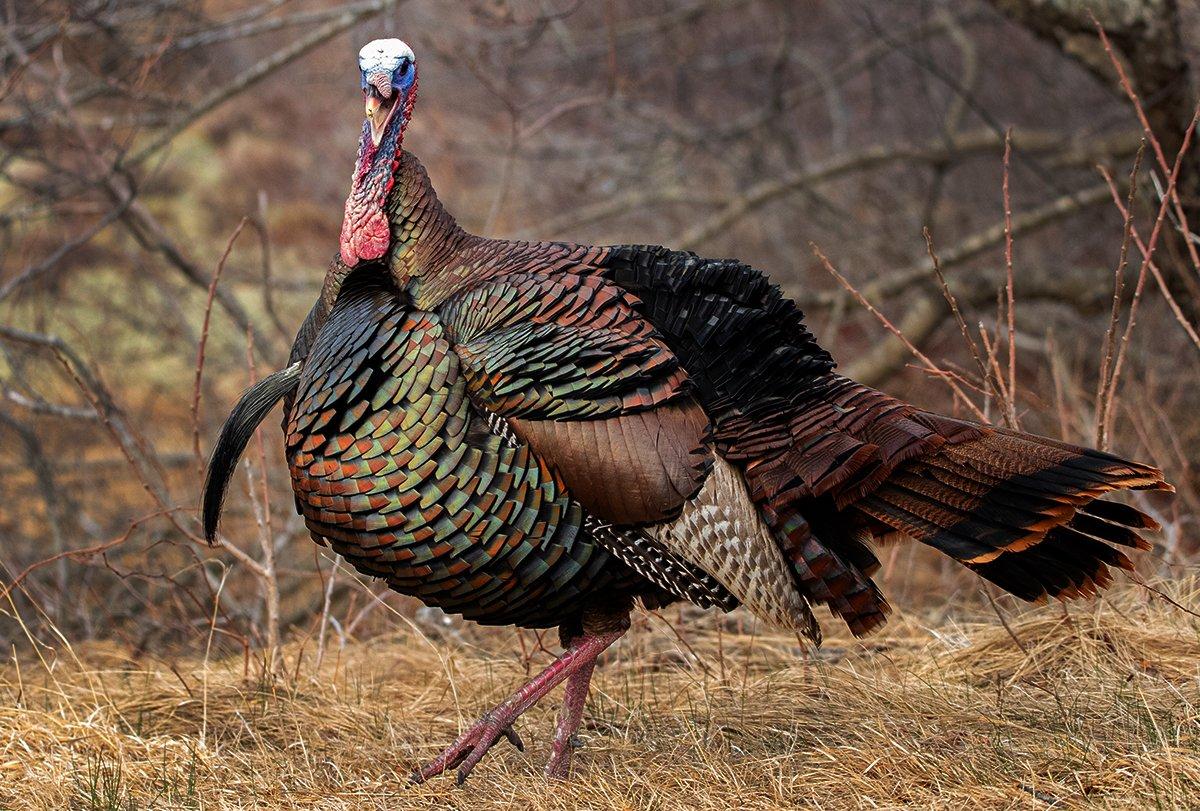 keep calm and hunt turkeys