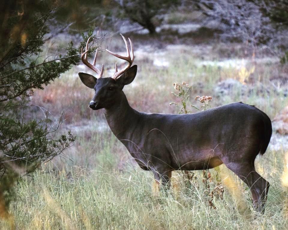 A melanistic whitetail is the rarest of all color phases. Image by Sight Line Provisions