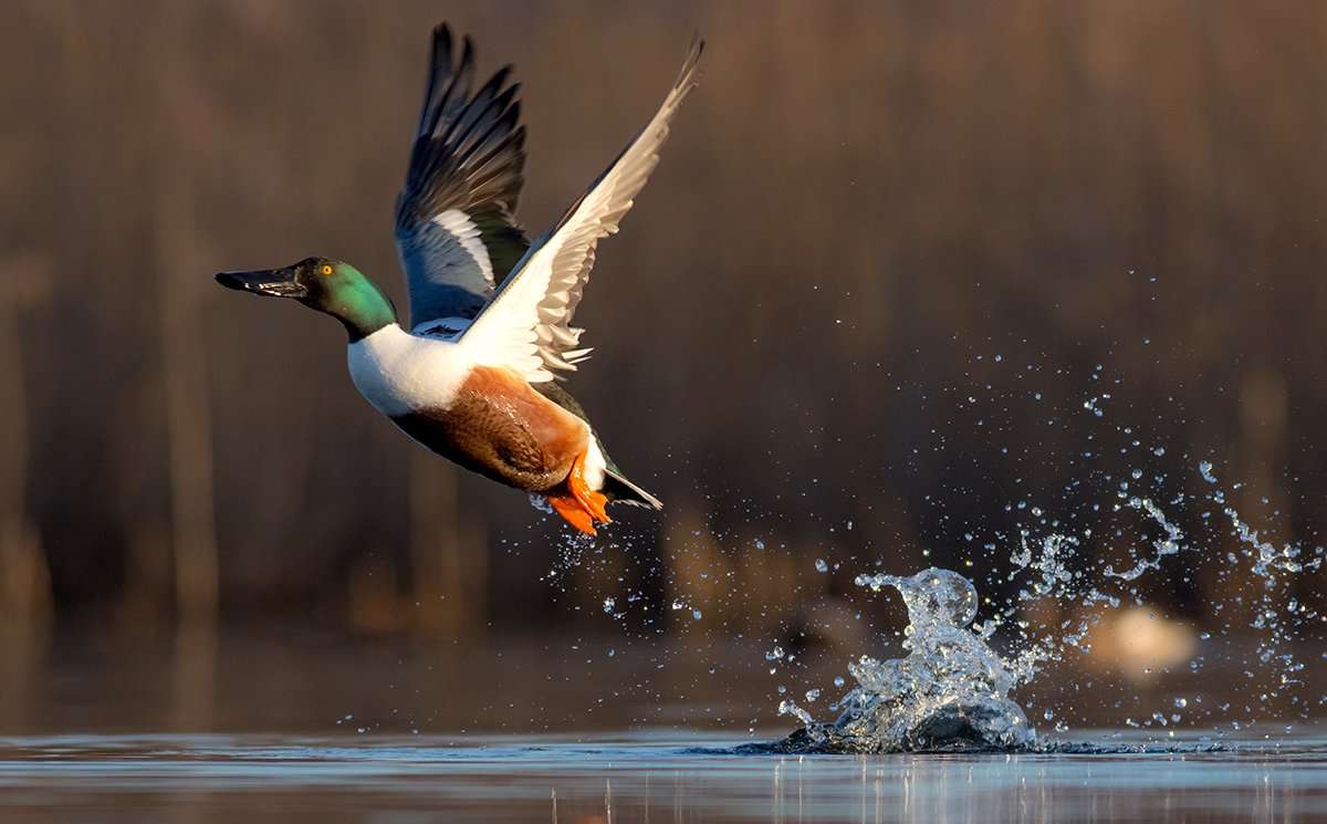 Duck numbers continue to build in traditional Mississippi Flyway wintering areas. Photo by Simonas Minkevicius