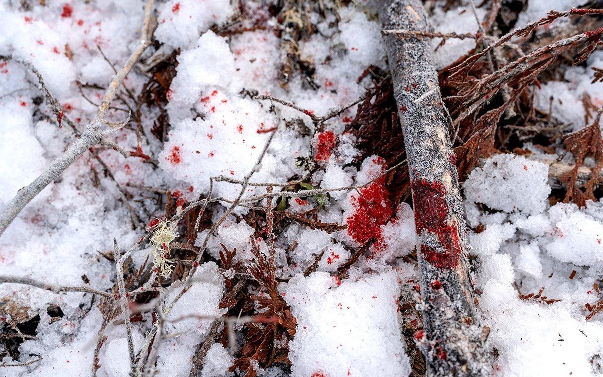 Ah, finally. Blood drawn at last. Image by Shutterstock / Stefan Malloch