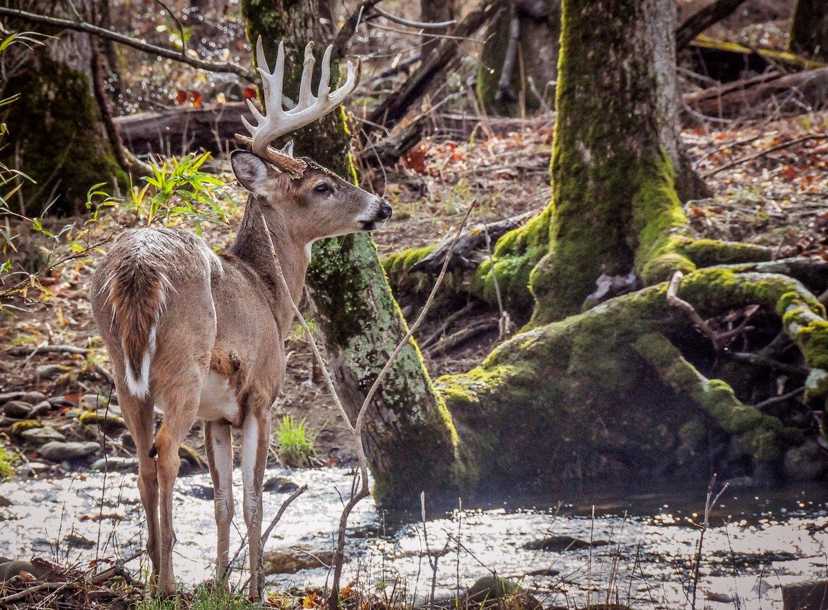Officials are warning hunters not to eat deer taken in Maine's greater Fairfield area. Image by Stephanie Mallory
