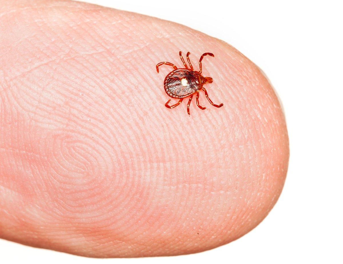 Alpha-gal syndrome can be triggered by the bite of a lone star tick. Image by Steve Heap/Shutterstock