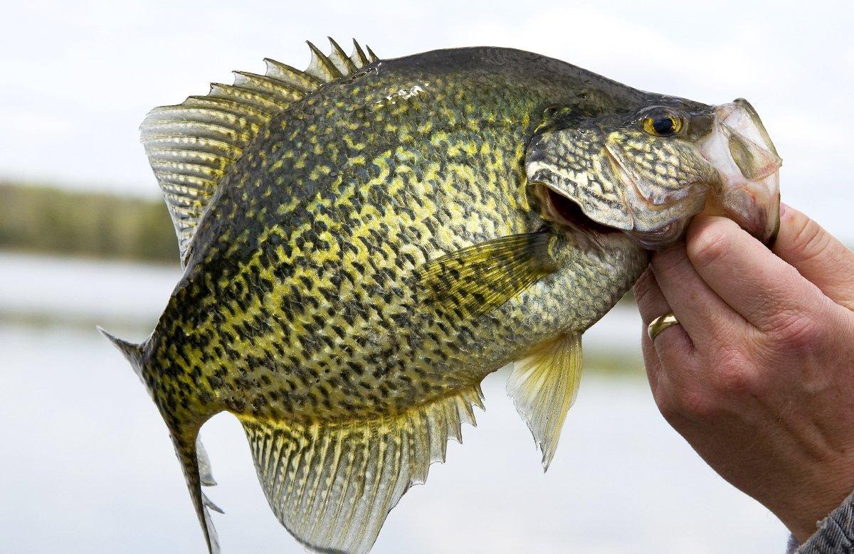 Crappies hold tight to shallow cover in spring, making a vertical presentation in the brush especially effective. Image by Steve Oehlenschlager
