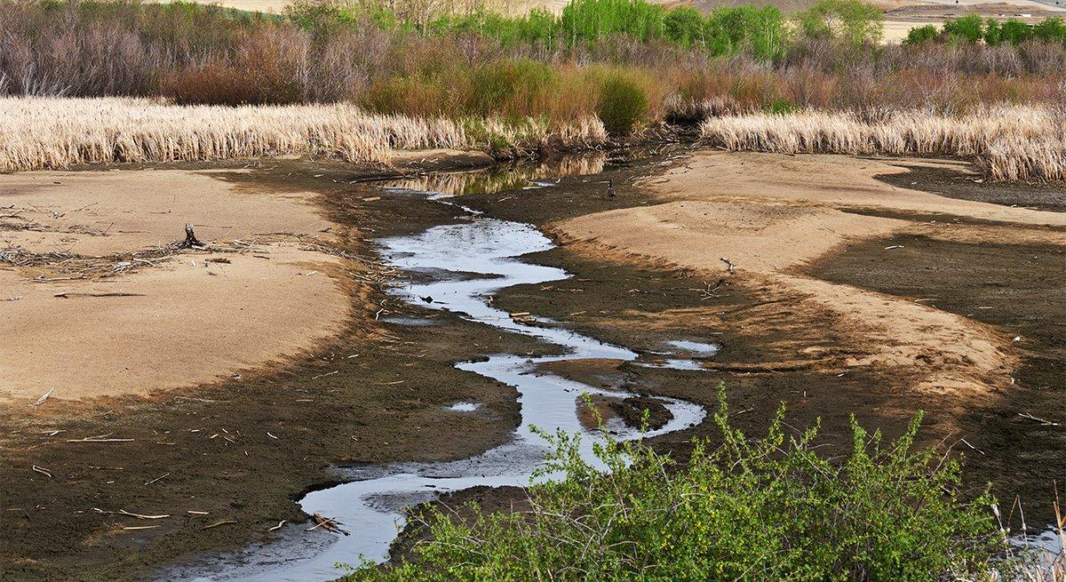 Dry conditions have plagued the prairie pothole region in 2021. The result? Fewer young ducks in the fall flight. Photo by Sue Smith/Shutterstock