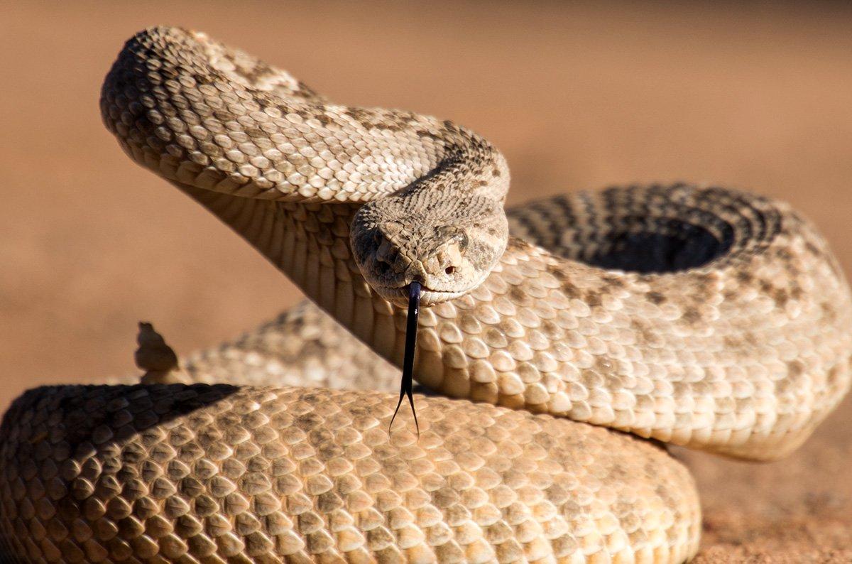 A Texas toddler received 30 vials of antivenin to counteract a rattlesnake bite. Image by Susan M Snyder / Shutterstock