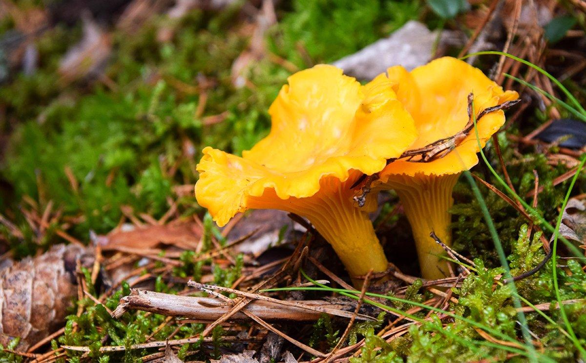 Chanterelle mushroom have a bright yellow color that jumps out from the dark forest floor. Image by Susie Hedberg / Shutterstock