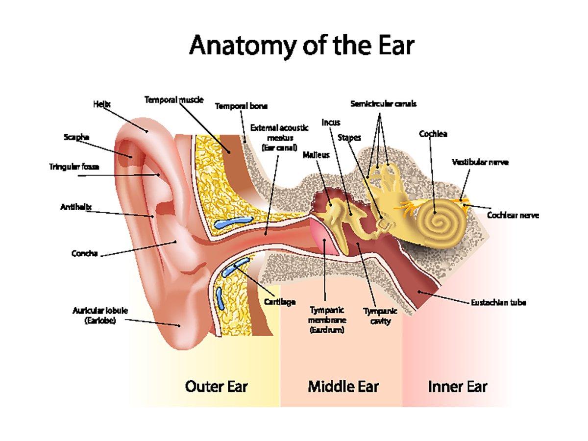 Diagram of the ear. Image by Svetlana Verbinskaya